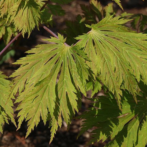 Acer japonicum 'Aconitifolium'