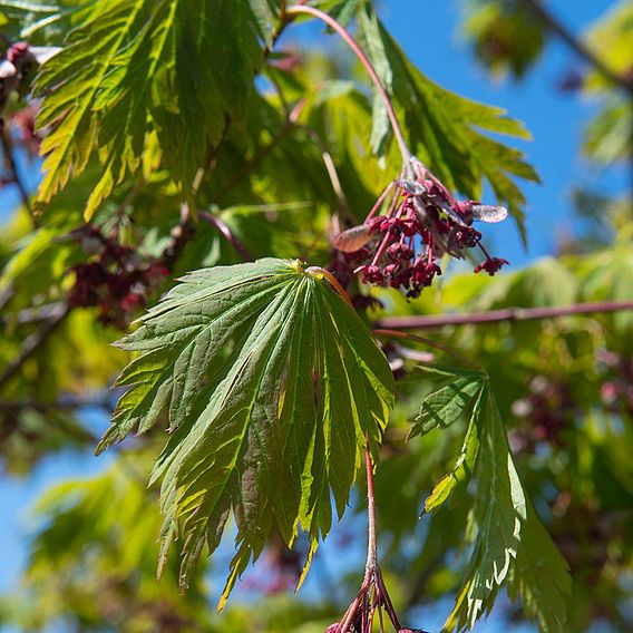 Acer japonicum 'Aconitifolium'