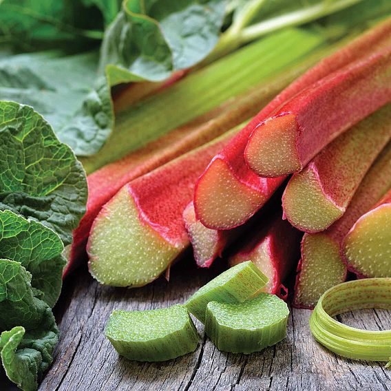 Rhubarb 'Champagne' (Spring/Autumn Planting)