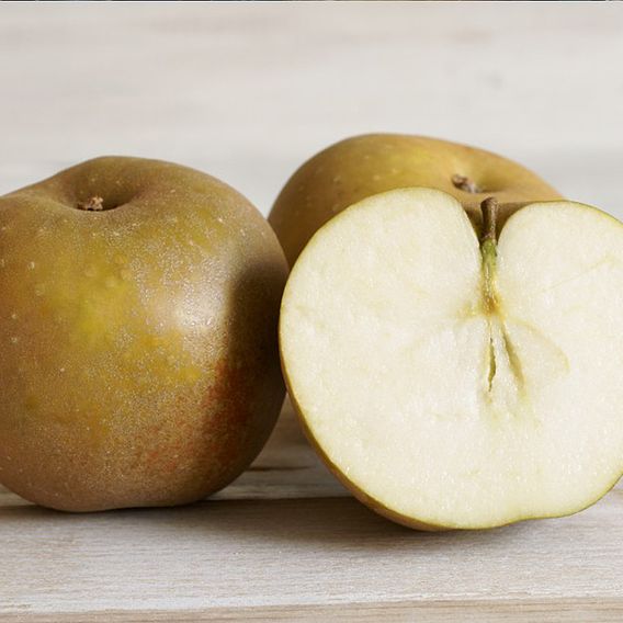 Apple 'Egremont Russet'