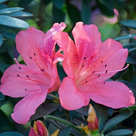 Rhododendron 'Pink Pancake' (Azalea Group)