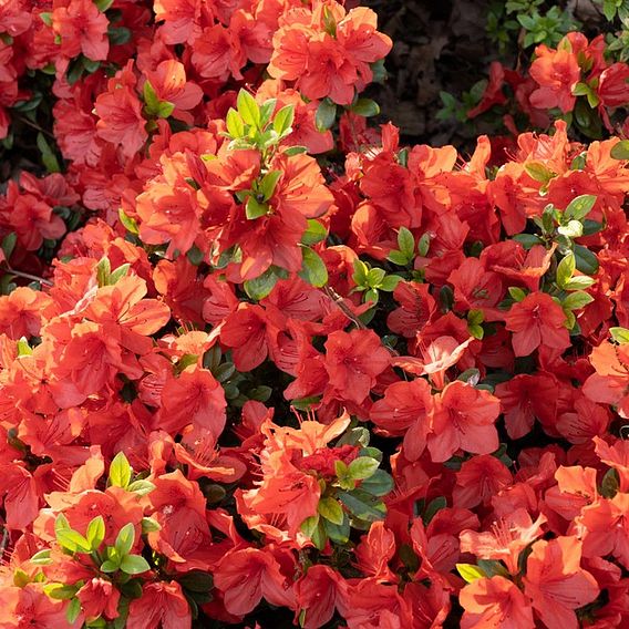 Azalea Plant - Geisha Orange