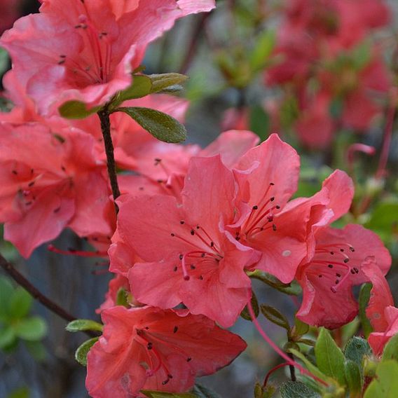 Azalea 'Geisha Orange'