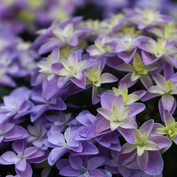 Hydrangea 'Double Dutch Alkmaar'