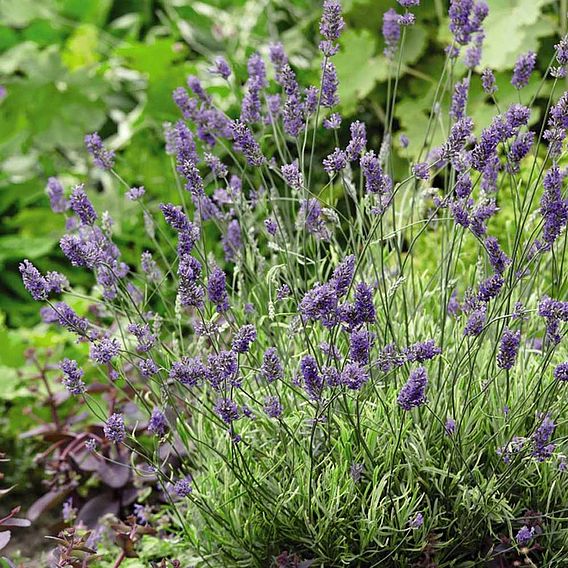 Lavender angustifolia 'Platinum Blonde'