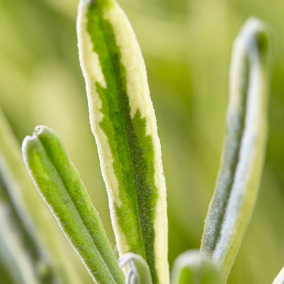 Lavender angustifolia 'Platinum Blonde'