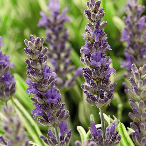 Lavender angustifolia 'Platinum Blonde'