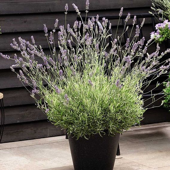 Lavender angustifolia 'Platinum Blonde'