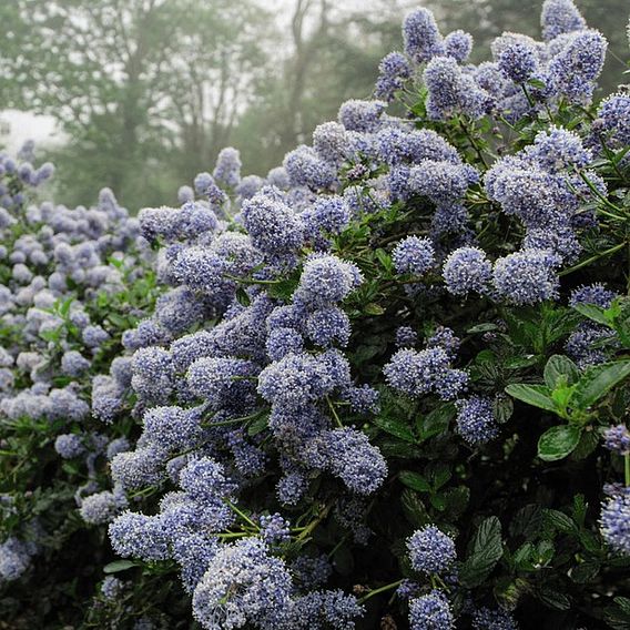 Ceanothus 'Puget Blue'