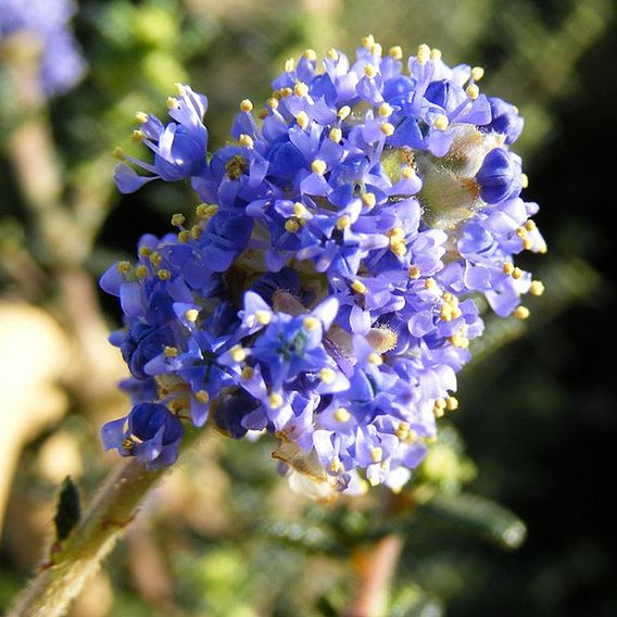 Ceanothus 'Puget Blue'