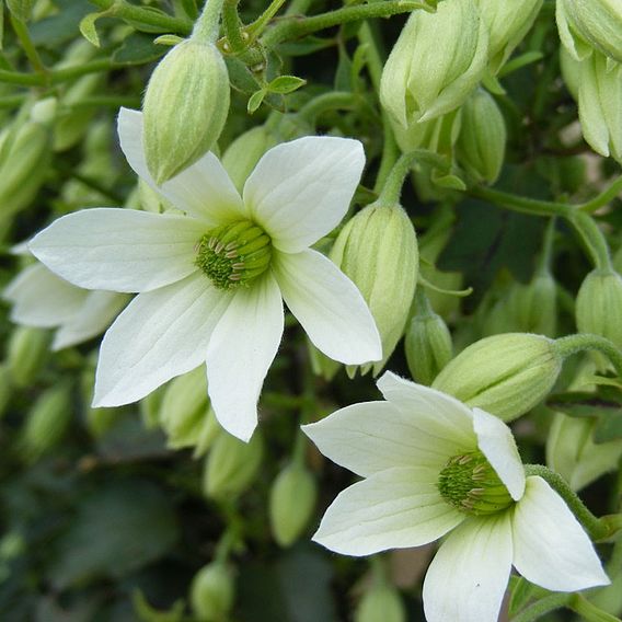 Clematis 'Michiko'™ evipo044