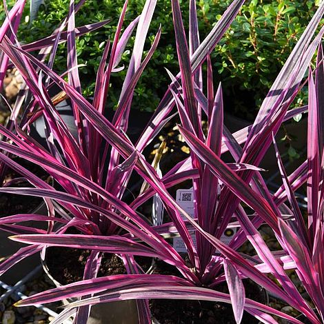 Cordyline 'Pink Passion'