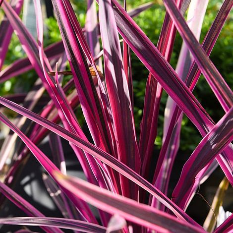 Cordyline 'Pink Passion'