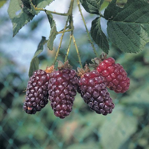 Tayberry 'Buckingham'