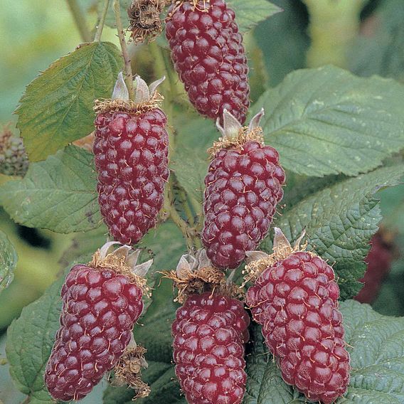 Tayberry 'Buckingham'