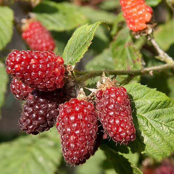 Tayberry 'Buckingham'