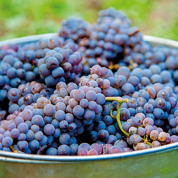 Grape (Vitis) Plant - Cabernet Franc