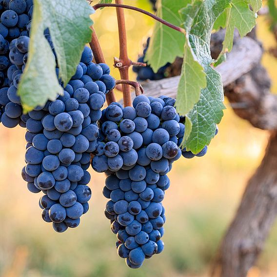 Grape 'Cabernet Franc'