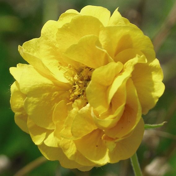 Geum 'Sunrise'