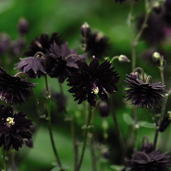 Aquilegia vulgaris var. stellata 'Black Barlow'