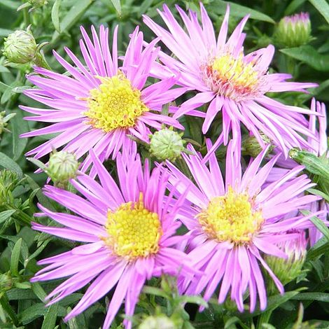 Aster novi-belgii 'Dandy'