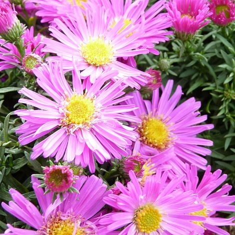 Aster novi-belgii 'Alice Haslam'