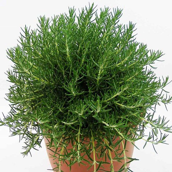 Rosemary 'Roman Beauty'