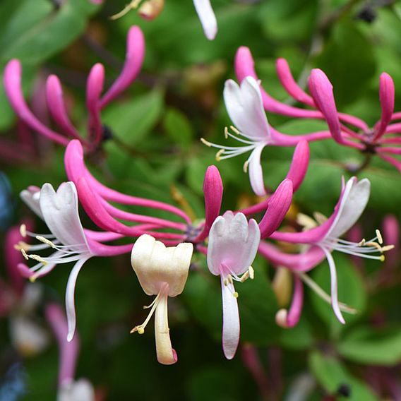 Honeysuckle 'Belgica'