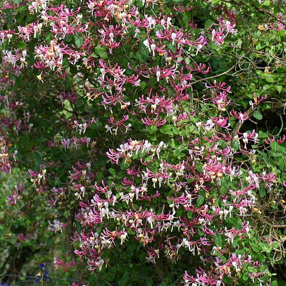 Honeysuckle 'Belgica'