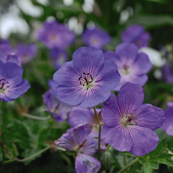 Geranium 'Rozanne'