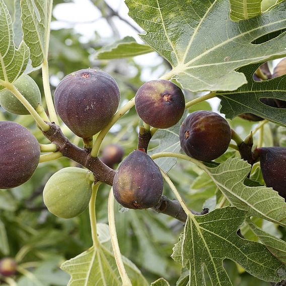 Fig 'Ice Crystal'