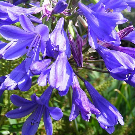 Agapanthus 'Brilliant Blue'