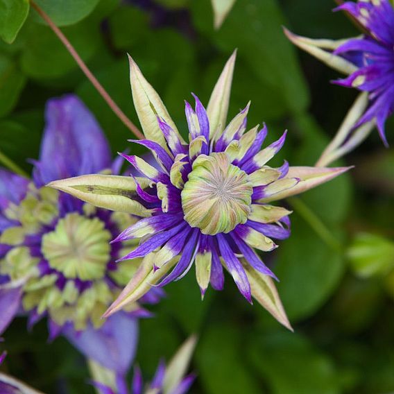 Clematis florida 'Taiga'