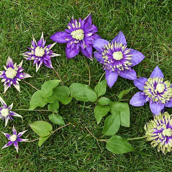 Clematis florida 'Taiga'