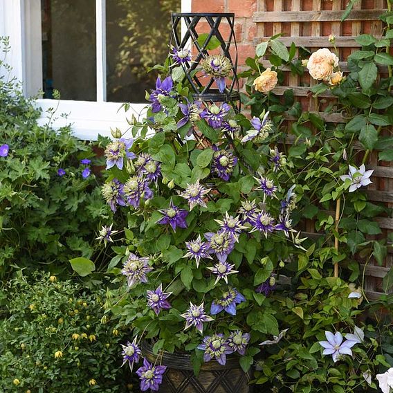 Clematis florida 'Taiga'