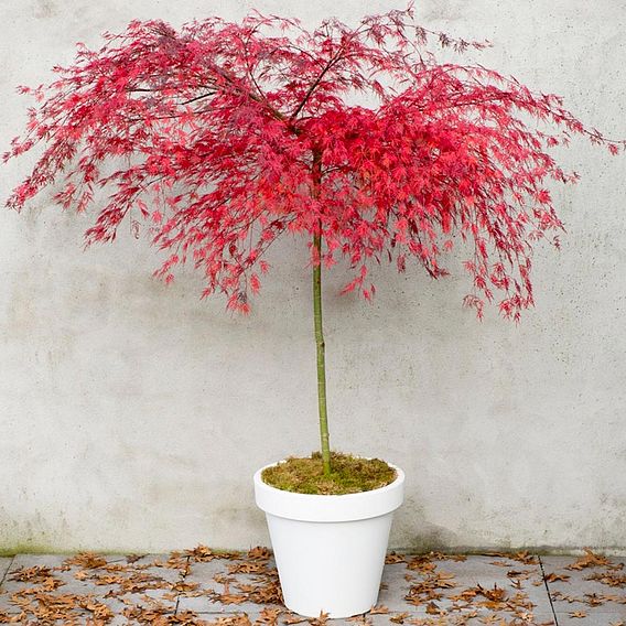 Acer palmatum 'Emerald Lace'