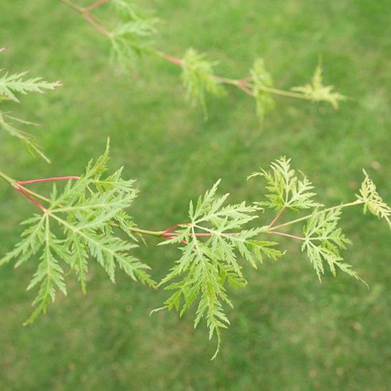 Acer palmatum 'Emerald Lace'