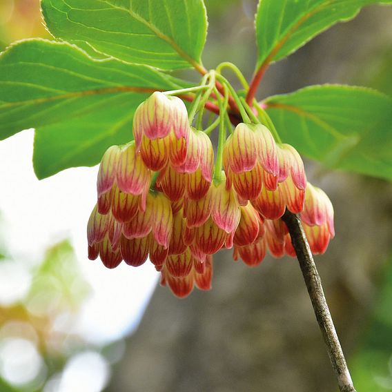 Enkianthus campanulatus