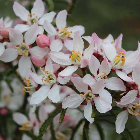 Choisya ternata 'Apple Blossom'