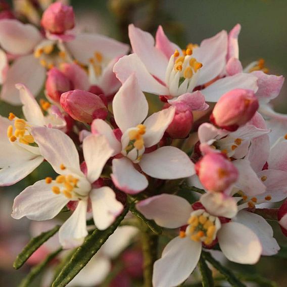 Choisya ternata 'Apple Blossom'