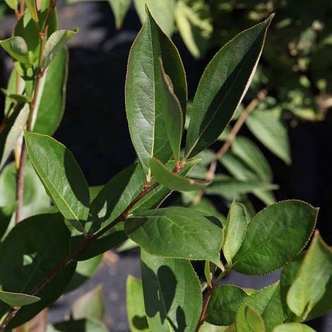 Aronia melanocarpa 'Hugin'