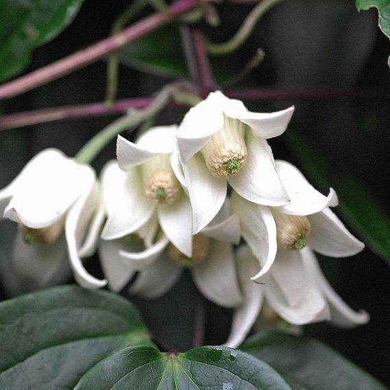 Clematis urophylla 'Winter Beauty'