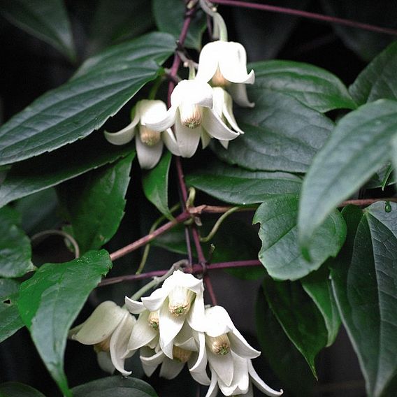 Clematis urophylla 'Winter Beauty'