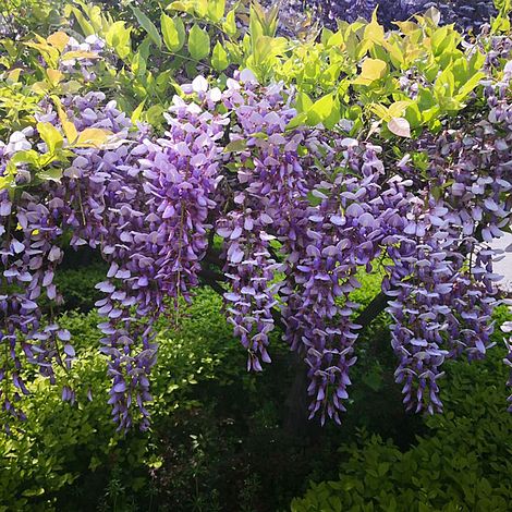 Wisteria sinensis (Patio Standard)