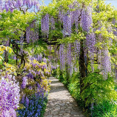 Wisteria sinensis (Patio Standard)