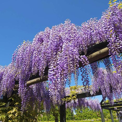 Wisteria sinensis (Patio Standard)