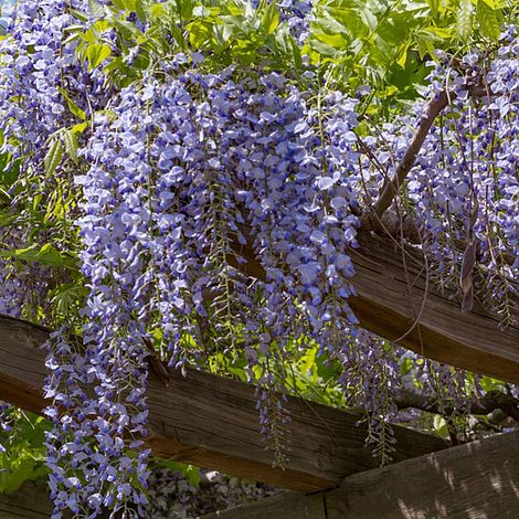 Wisteria sinensis (Patio Standard)