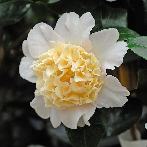 Camellia 'Brushfield's Yellow'