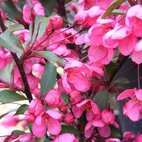 Malus (Crab Apple) Prairie Fire 