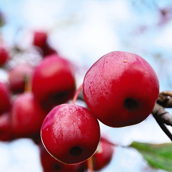 Malus (Crab Apple) Prairie Fire 